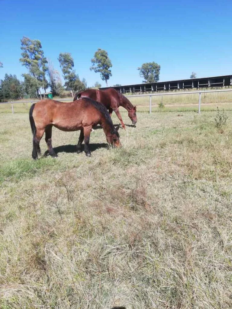 horses grazing